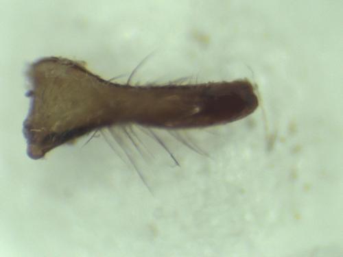 Réf. 316 655 : Nomada sp.